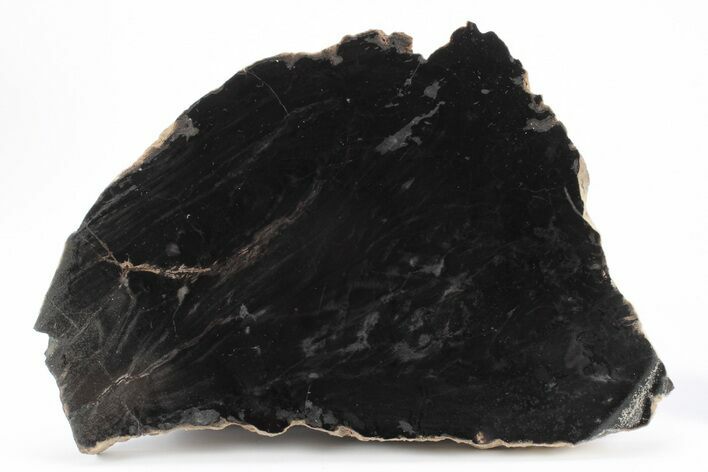 Triassic Petrified Wood (Conifer) Slab - Circle Cliffs, Utah #245597